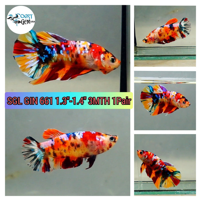 (SGL-661) 1 Pair Nemo Multicolor Plakat Betta