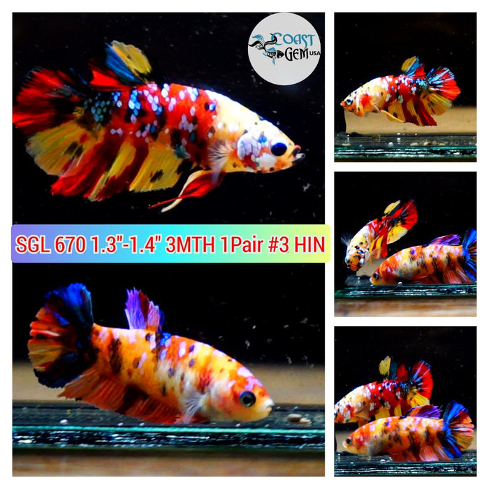(SGL-670) 1 Pair Nemo Multicolor Plakat Betta