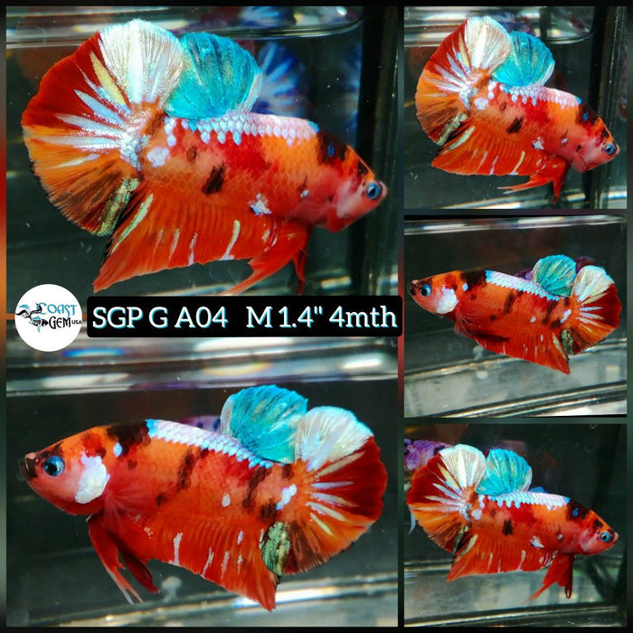 J116(SGP-A04) Nemo Multicolor Plakat Male Betta