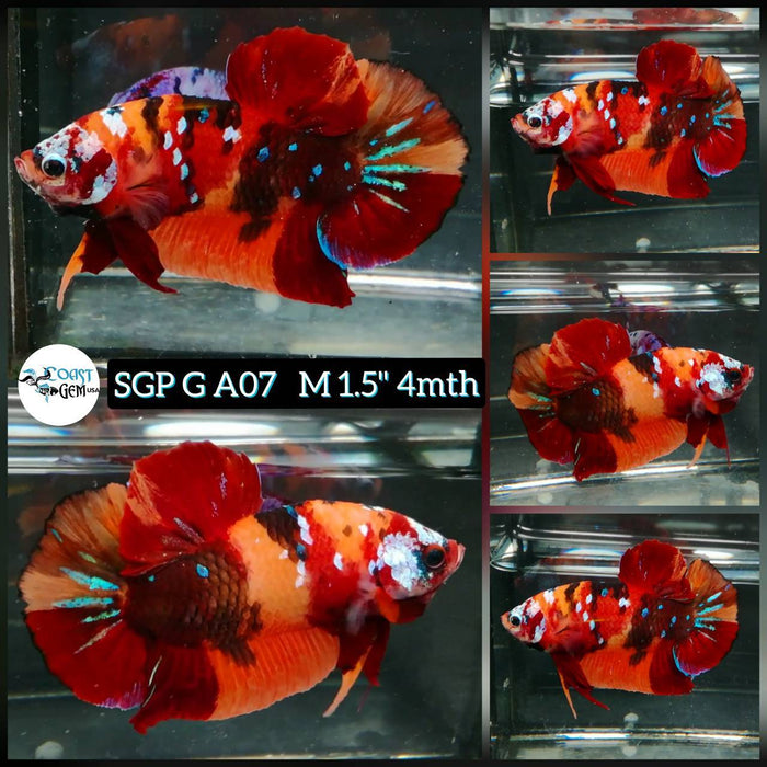 T120(SGP-A07) Nemo Galaxy Plakat Male Betta