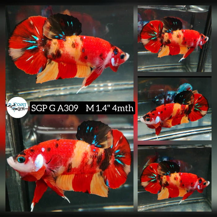 (SGP-A309) Nemo Galaxy Plakat Male Betta