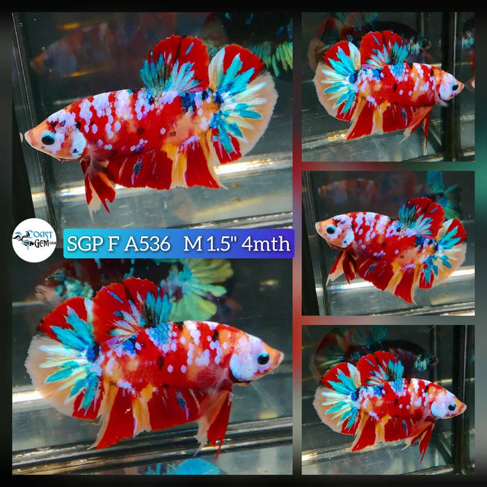 (SGP-A536) Nemo Multicolor Plakat Male Betta