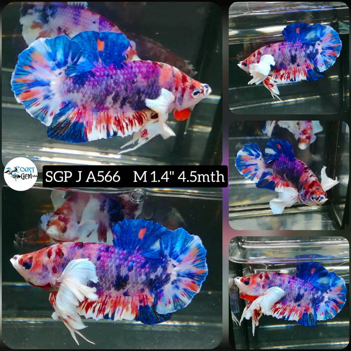 (SGP-A566) Pink Candy Dumbo Male Betta