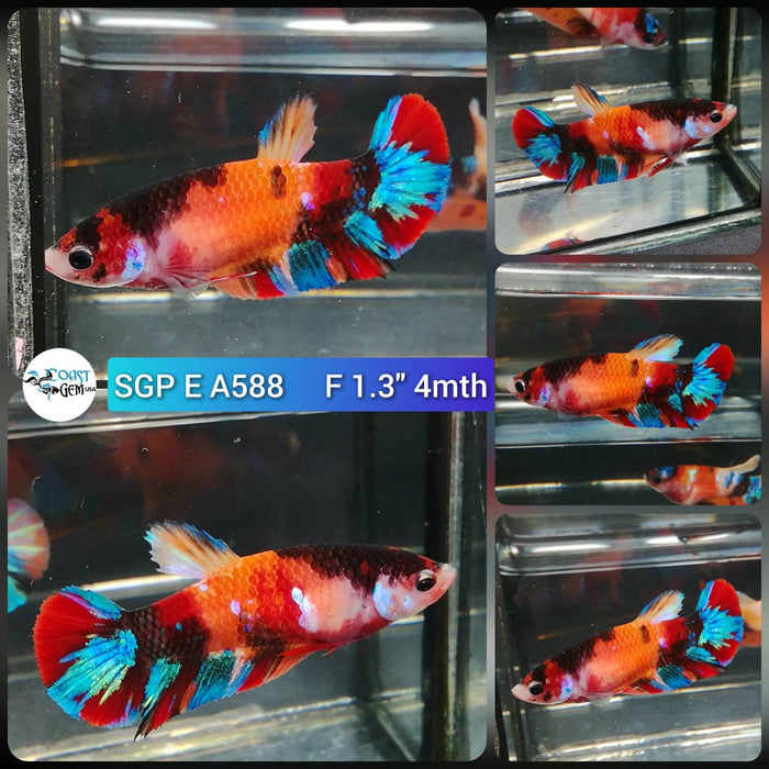 (SGP-A588) Galaxy Multicolor Plakat Female Betta