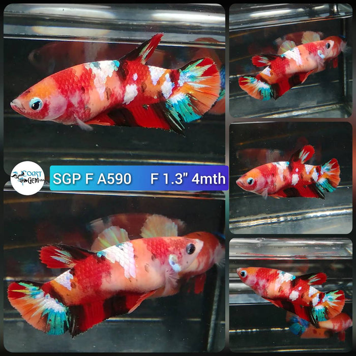 (SGP-A590) Nemo Multicolor Plakat Female Betta