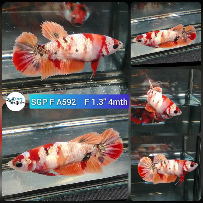 (SGP-A592) Nemo Copper Galaxy Plakat Female Betta