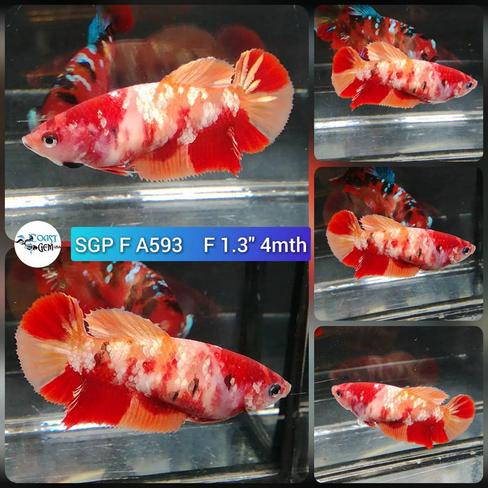 (SGP-A593) Nemo Copper Galaxy Plakat Female Betta