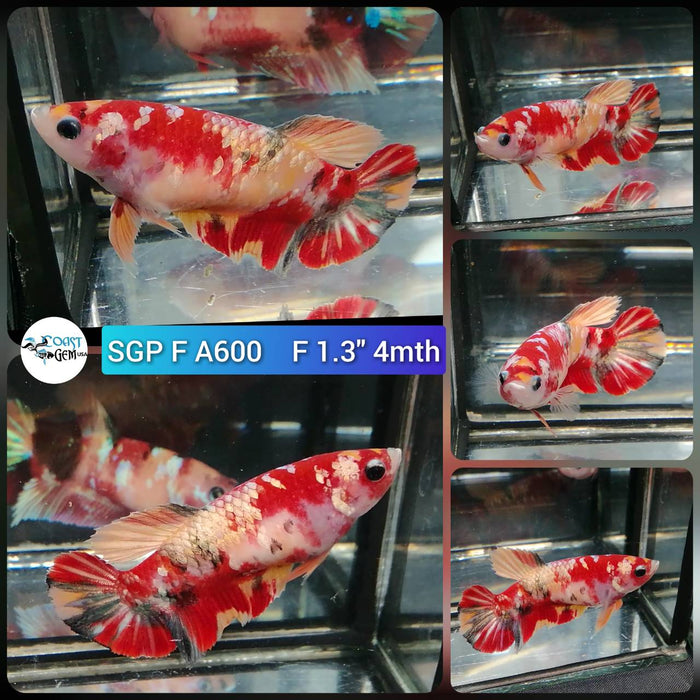 (SGP-A600) Nemo Copper Galaxy Plakat Female Betta