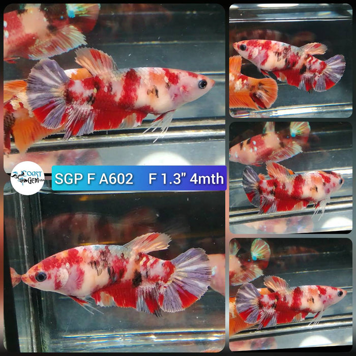 (SGP-A602) Nemo Copper Galaxy Plakat Female Betta