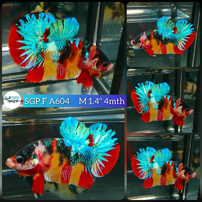 (SGP-A604) Nemo Galaxy Plakat Male Betta
