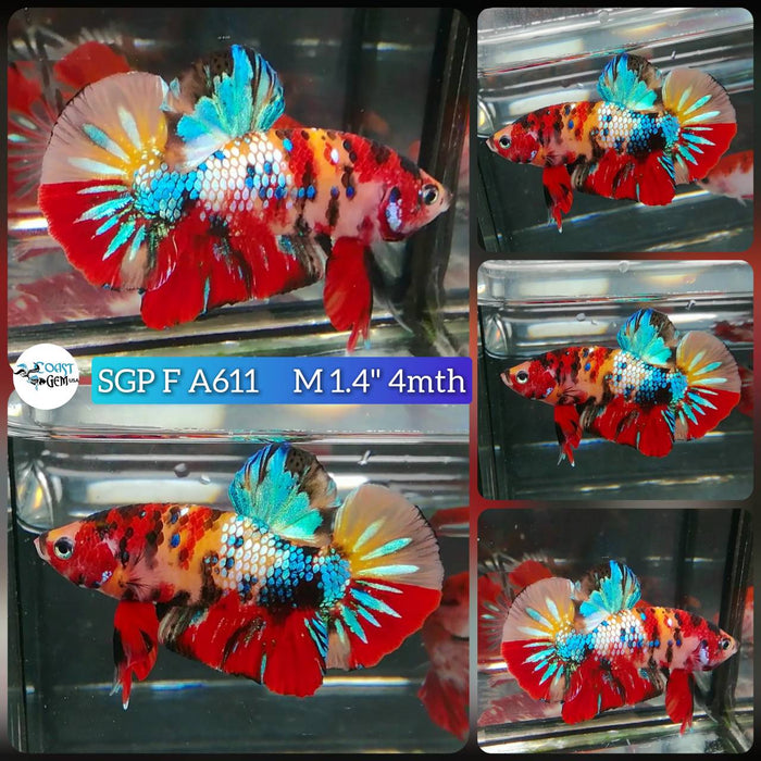 (SGP-A611) Nemo Multicolor Plakat Male Betta