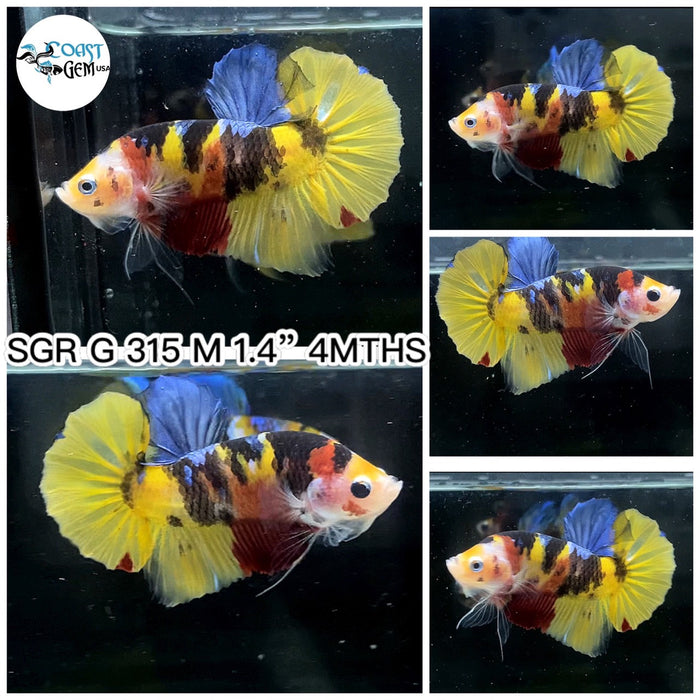 (SGR-315) Yellow Multicolor Galaxy Plakat Male Betta