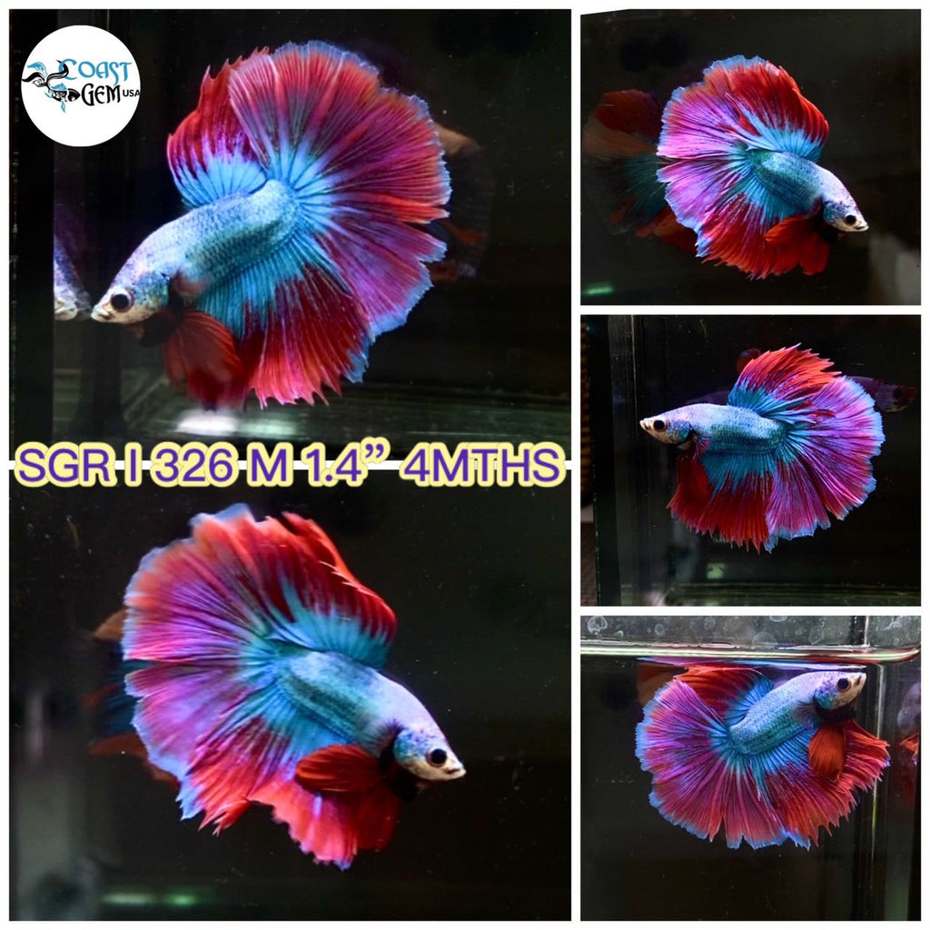 Live Betta Fish High Quality Halfmoon Plakat - WHOLESALE PRICE FOR LIMIT  TIME