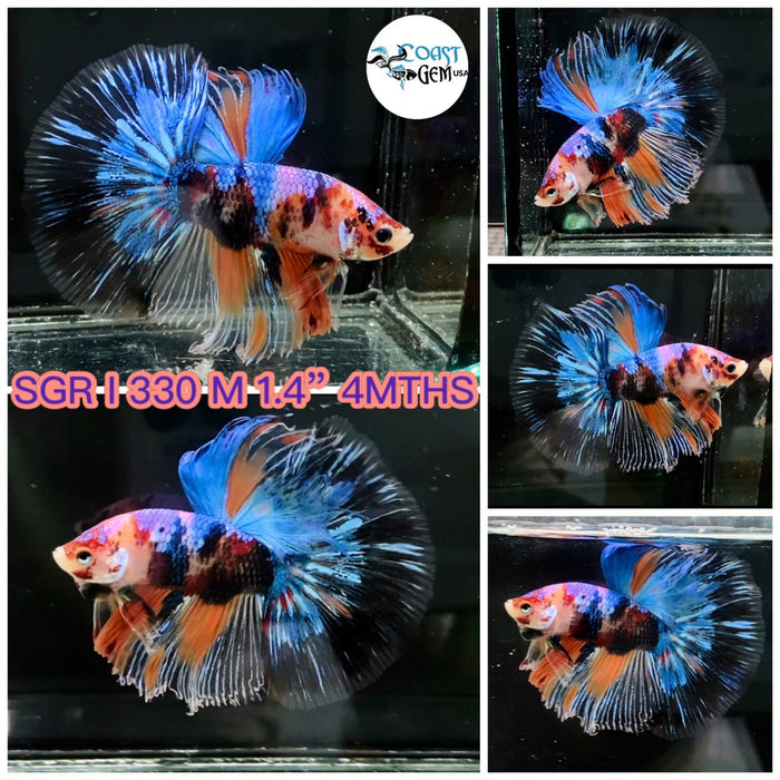 (SGR-330) Nemo Galaxy Halfmoon Male Betta