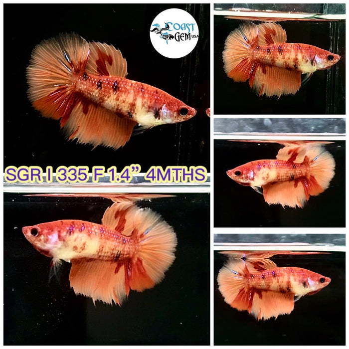 (SGR-335) Nemo Classic Halfmoon Female Betta