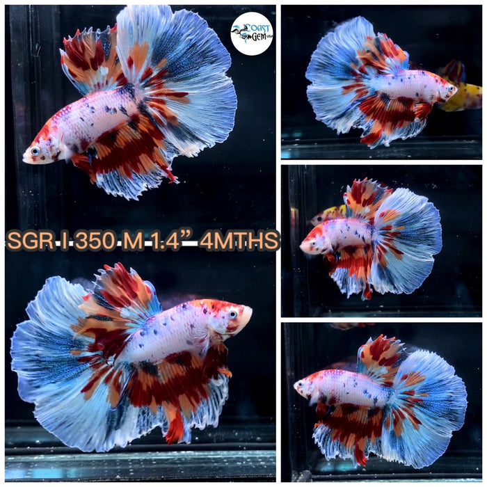 (SGR-350) Nemo Galaxy Dragon Halfmoon Male Betta