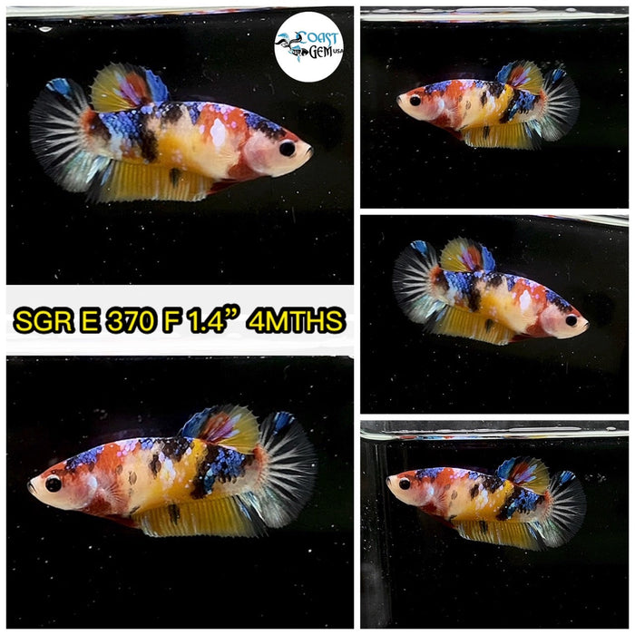 (SGR-370) Nemo Galaxy Plakat Female Betta