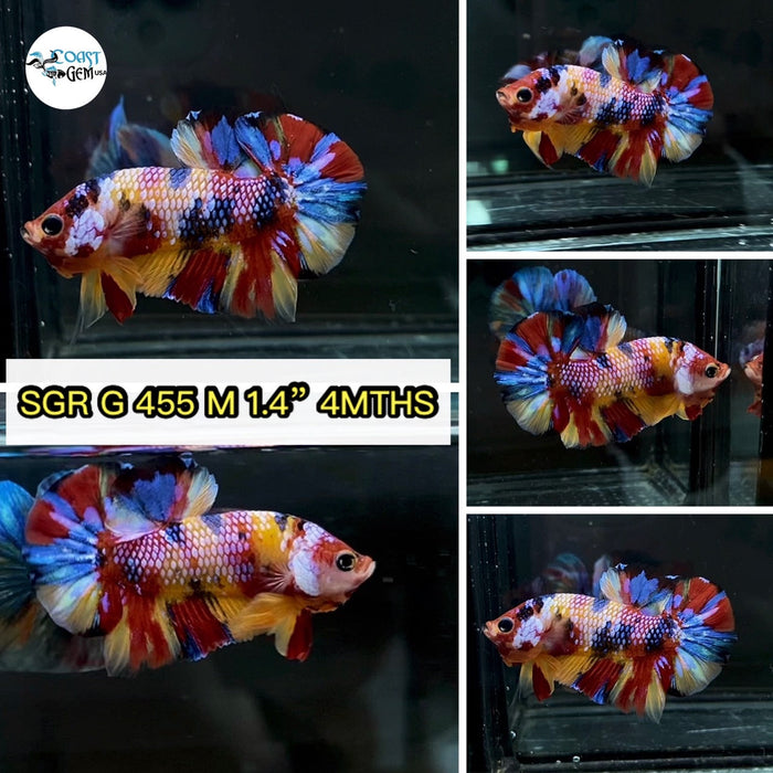 (SGR-455) Yellow Nemo Multicolor Plakat Male Betta