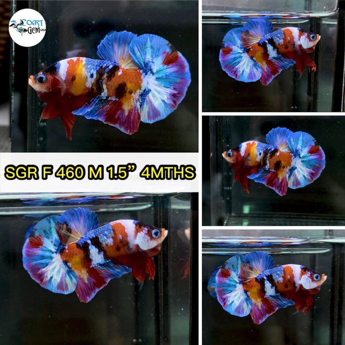 (SGR-460) Nemo Multicolor Plakat Male Betta