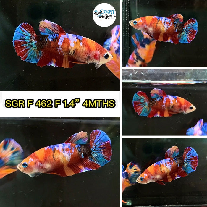 (SGR-462) Nemo Multicolor Plakat Female Betta