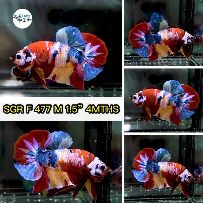 (SGR-477)x Nemo Galaxy Plakat Male Betta