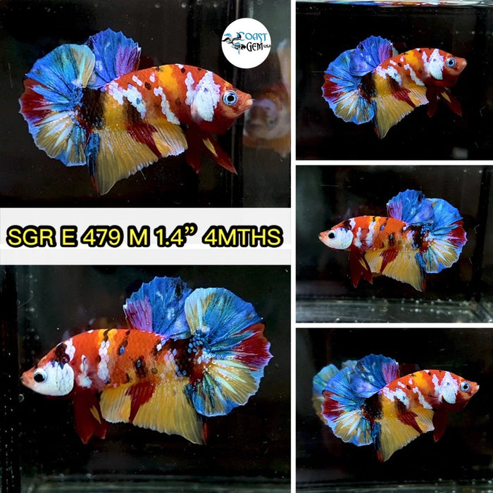 (SGR-479) Yellow Nemo Multicolor Plakat Male Betta
