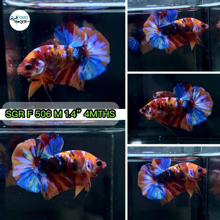 (SGR-506)x Nemo Multicolor Plakat Male Betta