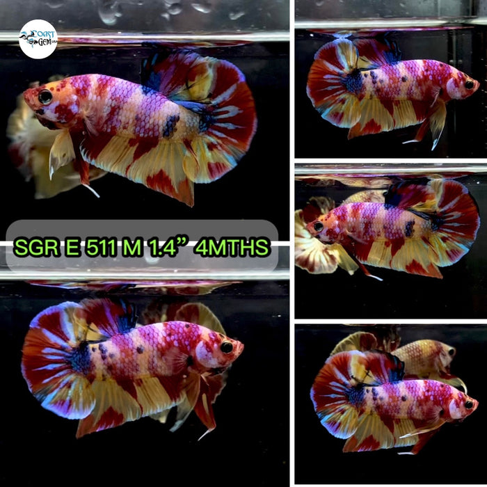 (SGR-511) Pink Candy Multicolor Plakat Male Betta