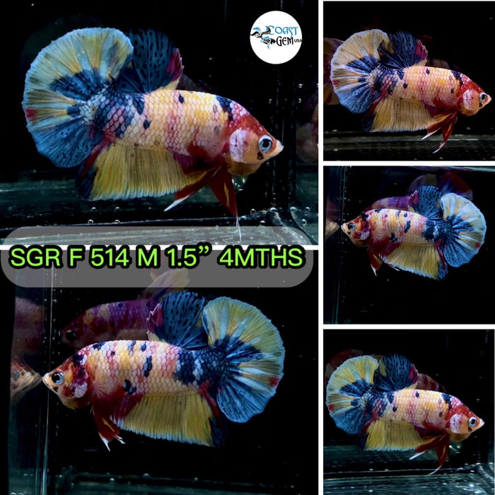 (SGR-514) Yellow Candy Multicolor Plakat Male Betta
