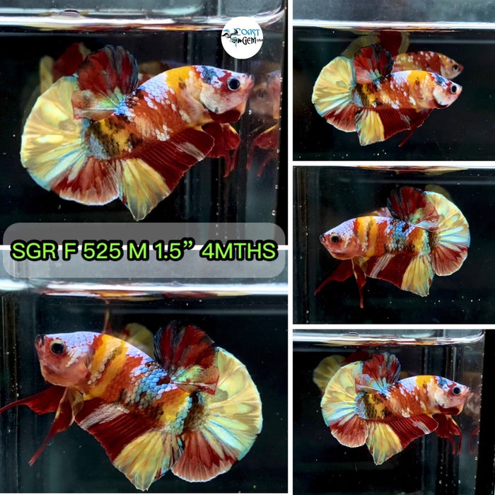 (SGR-525) Yellow Nemo Multicolor Plakat Male Betta