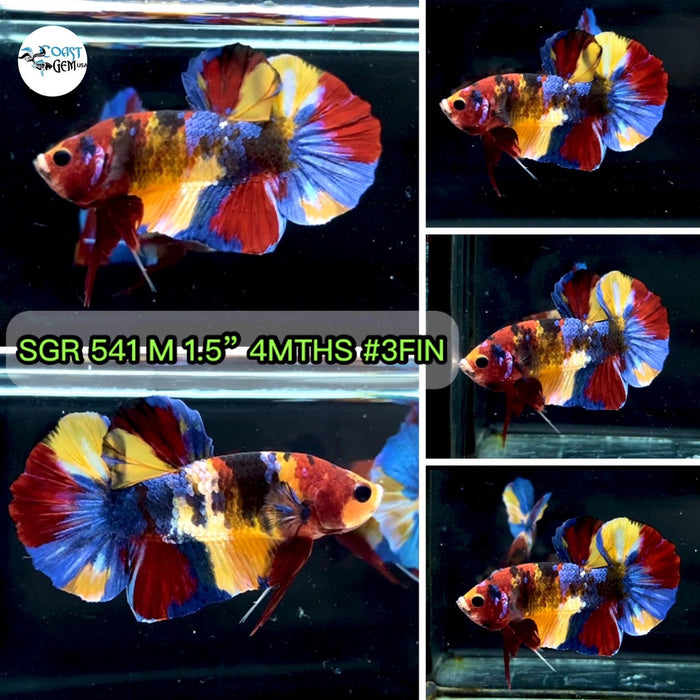 x(SGR-541) Yellow Multicolor Plakat Male Betta