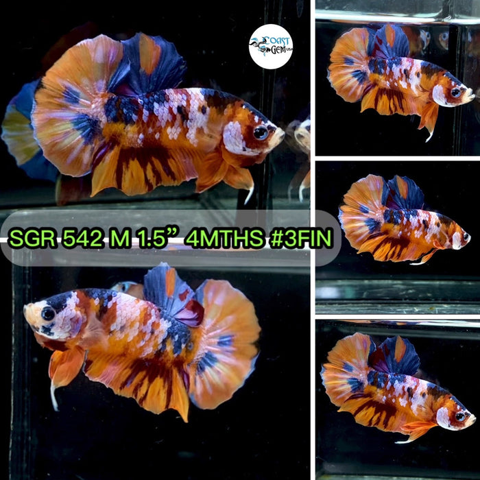X (SGR-542) Nemo Galaxy Plakat Male Betta
