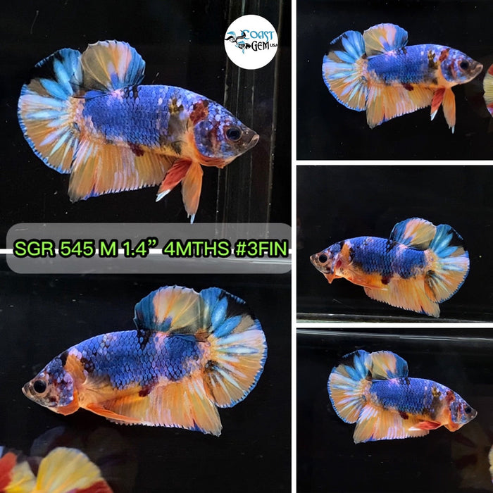 (SGR-545) Nemo Galaxy Multicolor Plakat Male Betta