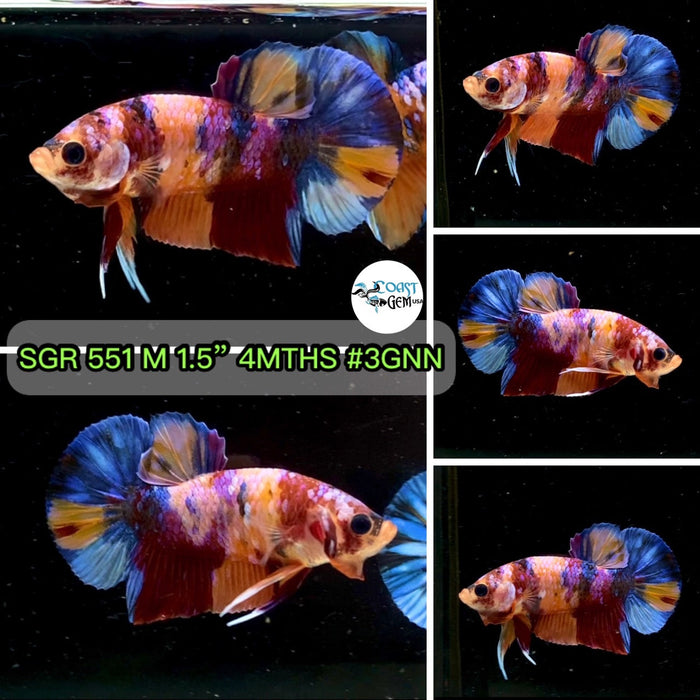 (SGR-551) Nemo Multicolor Plakat Male Betta