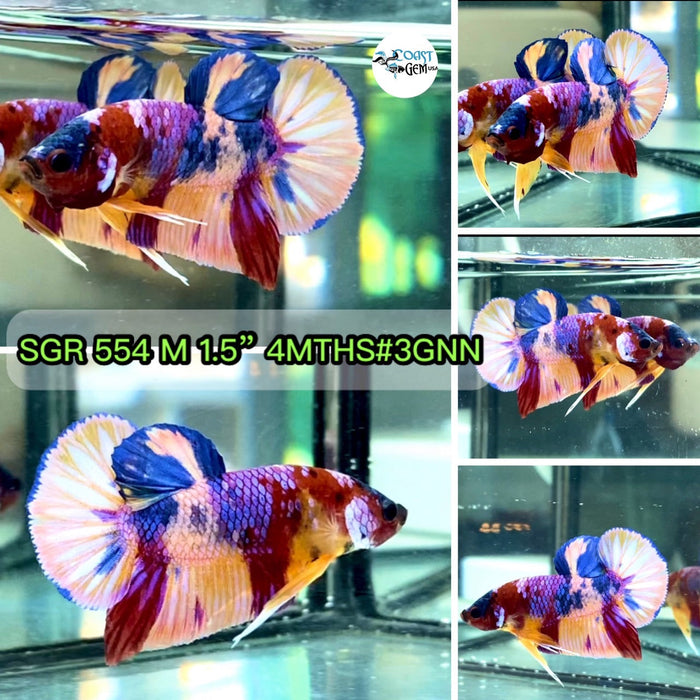 (SGR-554) Nemo Purple Candy Multicolor Plakat Male Betta