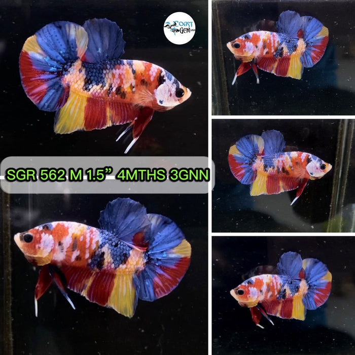 (SGR-562) Nemo Multicolor Plakat Male Betta