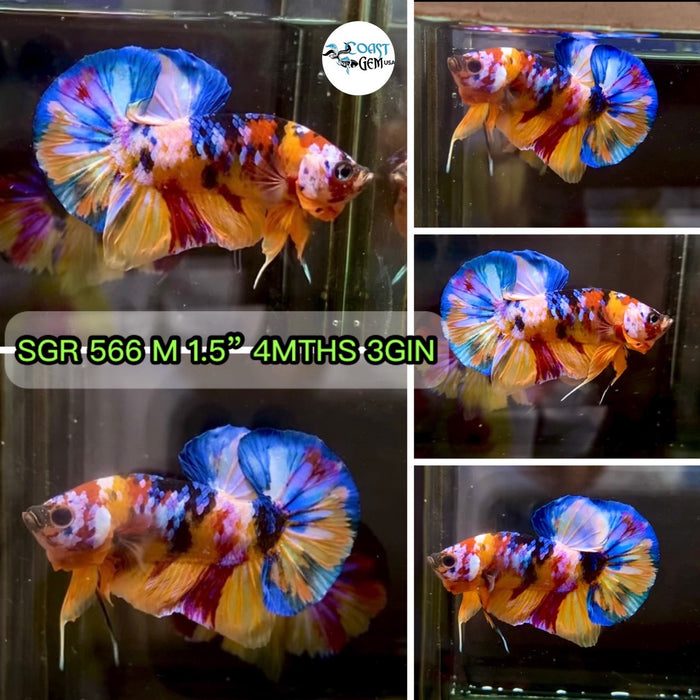 (SGR-566) Nemo Multicolor Plakat Male Betta