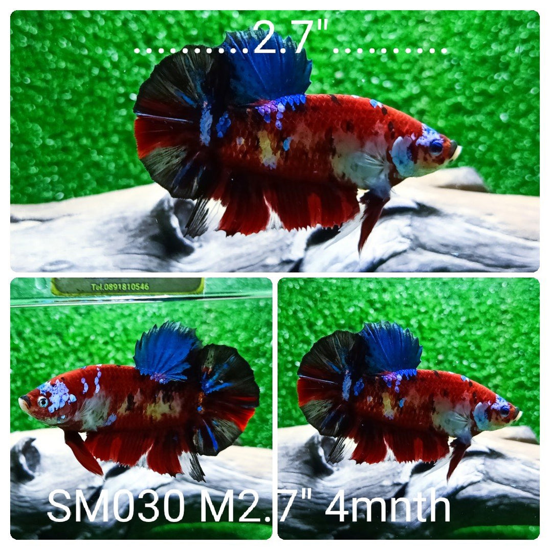 Live Betta Fish | Siamese Fighting Fish | Betta fish for Sale — Coast ...