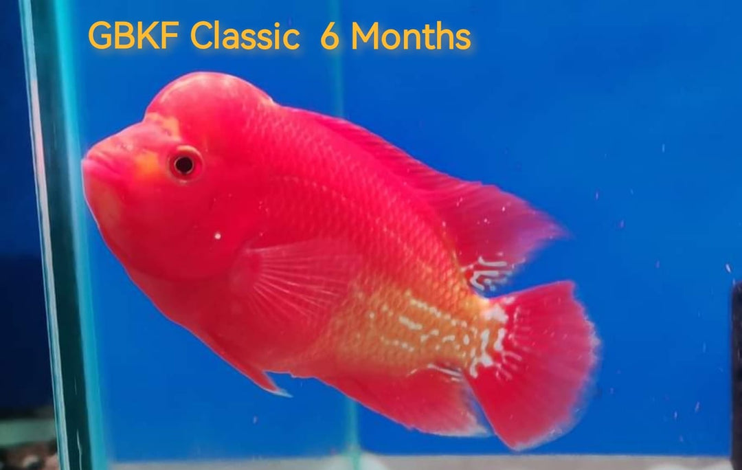 (SxB-GBKFC)Golden Base Kamfa Classic Fry 2" and up Flowerhorn by Snow X Breed Thailand #061
