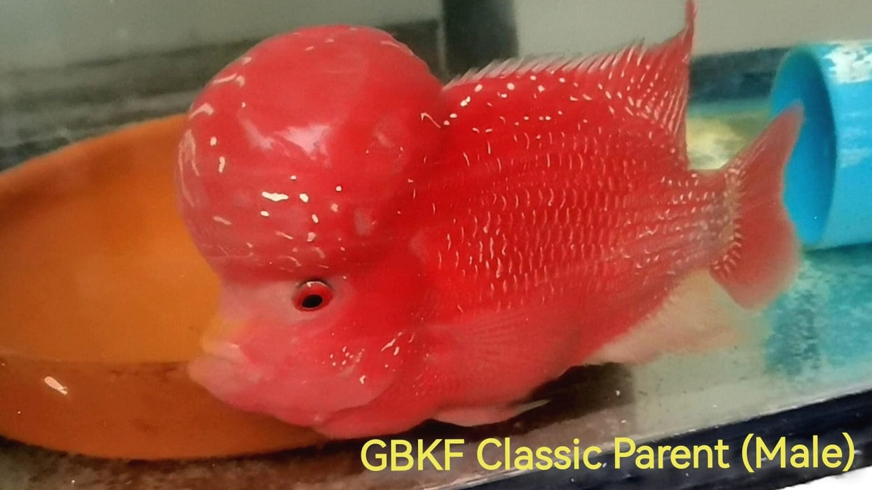 (SxB-GBKFC)Golden Base Kamfa Classic Fry 2" and up Flowerhorn by Snow X Breed Thailand #061