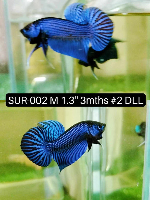 (SUR-002) High Grade Alien Blue Male Betta