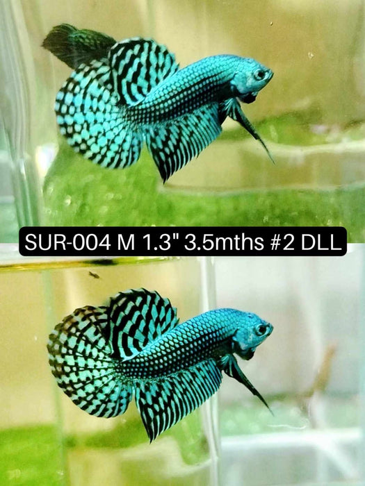 (SUR-004) High Grade Alien Turquoise Male Betta