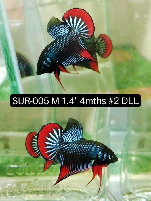 (SUR-005) High Grade Imbellis Gray Plakat Male Betta