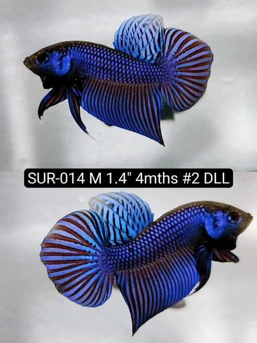 Betta Male High Grade Mahachai Blue (SUR-014) What you see is what you get!