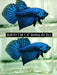 Betta Male High Grade Alien Blue (SUR-017) What you see is what you get!