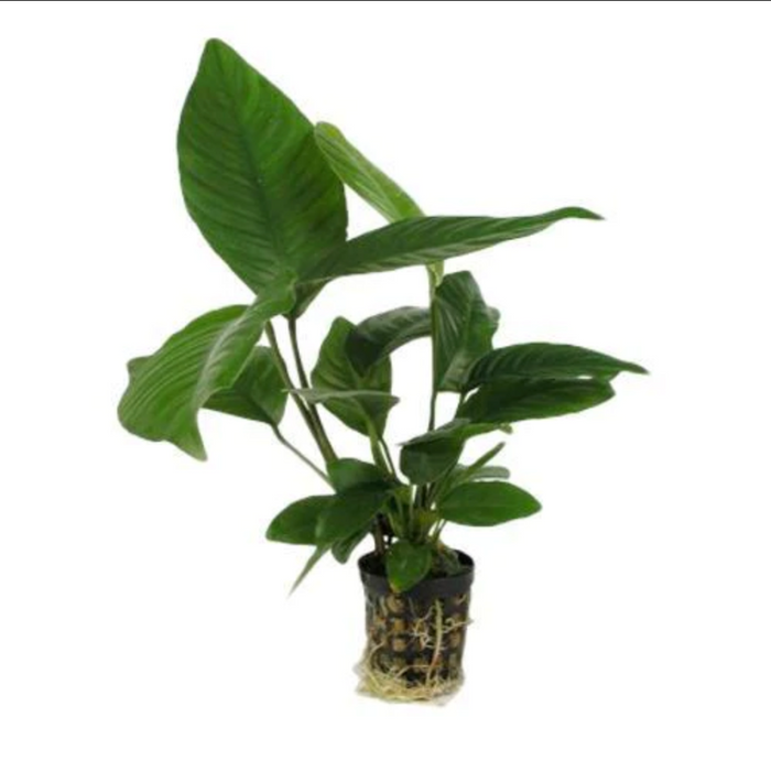 Anubias Heterophylla - Pot