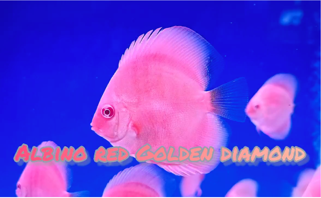 (DISCUS-29) Albino Red Golden Diamond