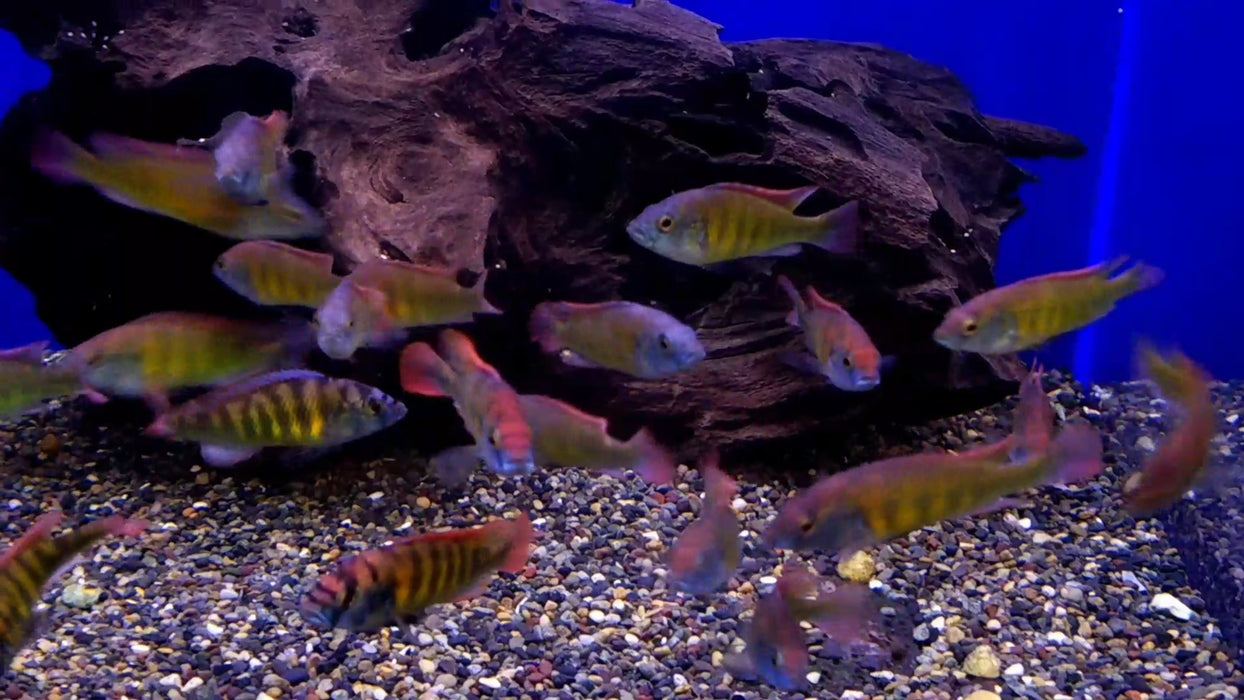 (TROP-306)Nyererei Haplochromis Cichlid (Haplochromis Nyererei)