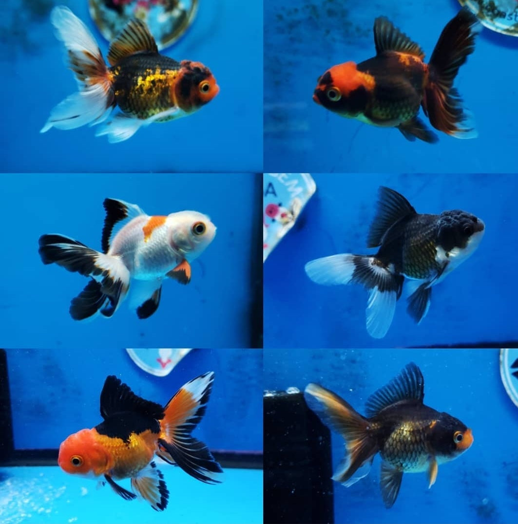 Oranda Shape Giant Oranda Goldfish