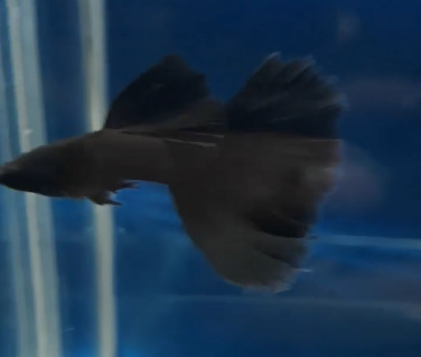 (CGP-017) Live Fancy Guppy Fish Premium Quality Full Black Moscow R5B13M R5B14F